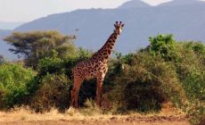 žirafa v Keni
