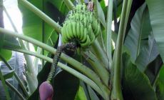 Banánové plantáže