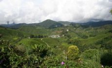 Cameron highlands