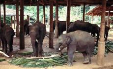 sloní sirotčinec v Pinnawela