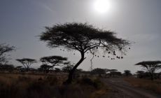 Samburu NP