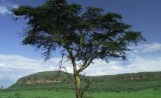 Akácie v národním parku
