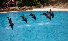 Loro parque