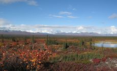 Okolí NP Denali