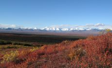 Okolí NP Denali