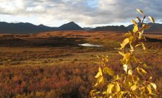 Okolí NP Denali