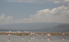 Plameňáci u Lake Nakuru