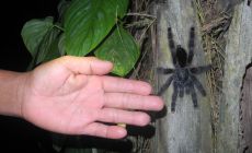 Tarantule