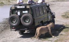 jízda po safari