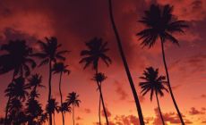Nicoya