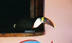 Venezuela - tucan