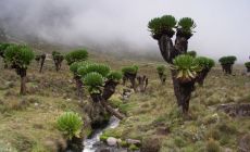 Mount Kenya - starčeky