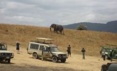 zastávka na focení slonů