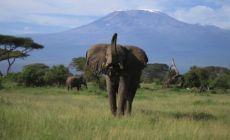 pohled na zasněžený vrcholek hory Kilimanjaro