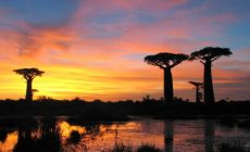Západ slunce - baobaby