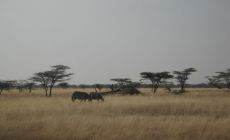 Zebry v NP Samburu