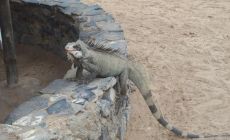 Venezuela - leguan