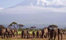 zasněžený vrchol hory Kilimanjaro