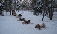 Husky farma