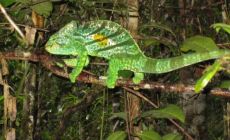 Zelený chameleon