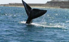 Patagonie pozorování velryb