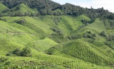 Cameron highlands - BOH tea Plantation