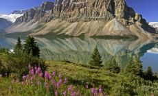 Bow Lake and Flowers, Banff National Park, Alberta, Canada