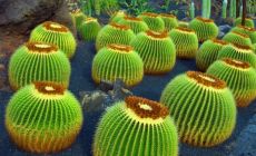 Lanzarote