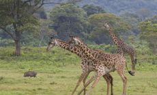 žirafy v parku