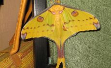 Největší druh malgašského motýla 