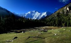 Nanga Parbat z Fairy Meadows