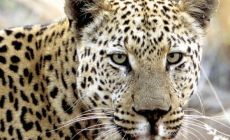 Fauna