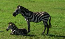 Massai Mara - zebra stepní