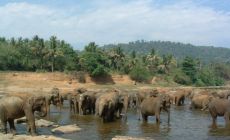 Srí Lanka - sloni