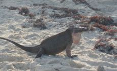 Iguana