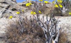 Kvetoucí pachypodium - Národní park Isalo