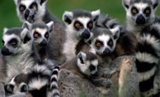 Lemuři