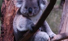 Koala