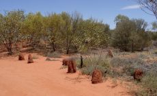 Alice Springs