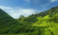 Cameron Highlands