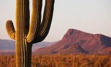 Kaktus Saguaro v Mexiku