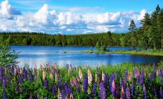 Švédské jezero s květinami