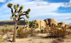 Joshua Tree NP 